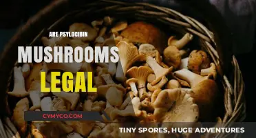Exploring the Legal Landscape of Psilocybin Mushrooms: A Comprehensive Guide