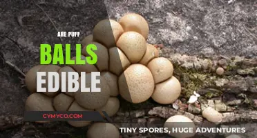 Are Puff Balls Edible? A Guide to Identifying and Eating Safely