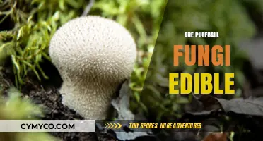 Exploring Puffball Fungi: Are They Safe and Edible to Eat?