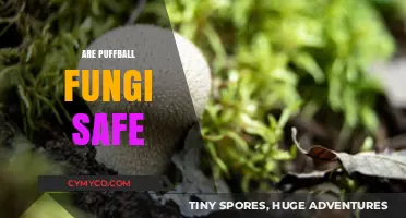 Are Puffball Fungi Safe to Eat? A Comprehensive Guide