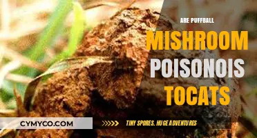 Are Puffball Mushrooms Poisonous to Cats? A Safety Guide