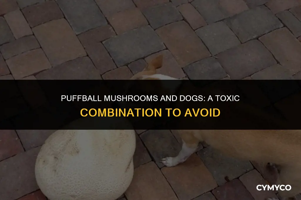 are puffball mushrooms bad for dogs