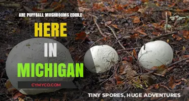 Discovering Edible Puffball Mushrooms in Michigan: A Guide