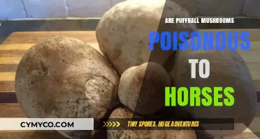 Puffball Mushrooms: A Toxic Threat to Horses or Harmless?