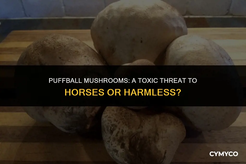 are puffball mushrooms poisonous to horses