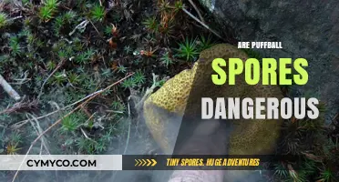 Exploring the Safety of Puffball Spores: A Comprehensive Guide