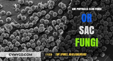 Puffballs: Club Fungi or Sac Fungi? Unraveling Their Classification Mystery