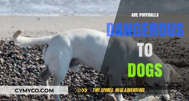 Are Puffballs Toxic to Dogs? Risks and Safety Tips Revealed