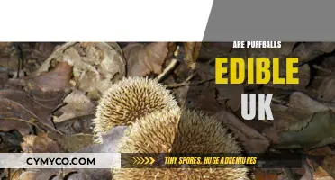 Are Puffballs Edible in the UK? A Foraging Guide