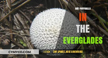 Exploring the Everglades: Are Puffballs Part of This Unique Ecosystem?