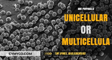 Exploring the Cellular Nature of Puffballs: A Scientific Journey