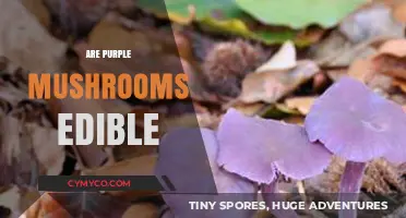 Exploring the Edibility of Purple Mushrooms: A Comprehensive Guide