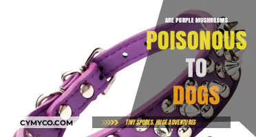 Purple Mushrooms: A Toxic Threat to Your Canine Companion?