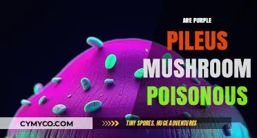 Exploring the Edibility of Purple Pileus Mushrooms: A Comprehensive Guide