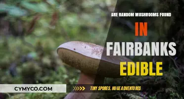 Exploring Edibility: A Guide to Fairbanks' Wild Mushrooms