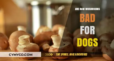 Can Dogs Eat Raw Mushrooms? A Comprehensive Guide for Pet Owners