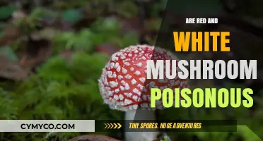 Red and White Mushrooms: Are They Poisonous or Safe to Eat?