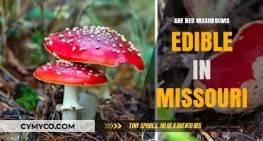Exploring Edibility: A Guide to Red Mushrooms in Missouri
