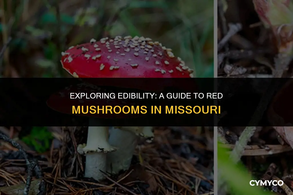 are red mushrooms edible in missouri