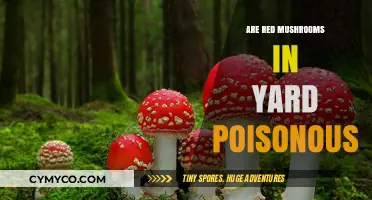 Red Mushrooms in Your Yard: A Guide to Identifying Poisonous Varieties