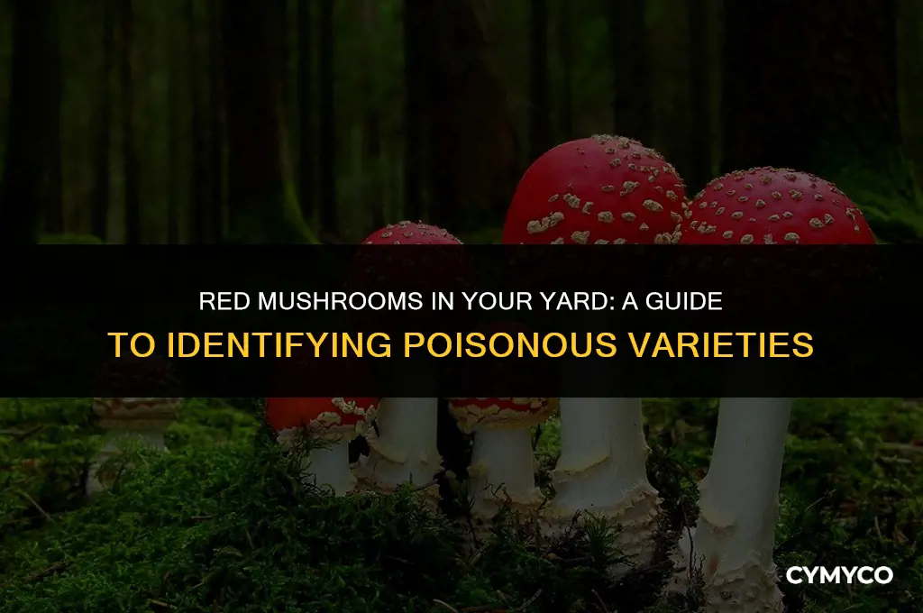 are red mushrooms in yard poisonous