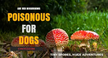 Toxic Treats: The Danger of Red Mushrooms for Canine Companions