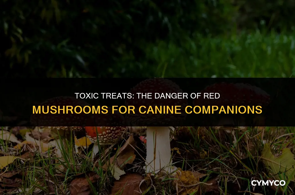 are red mushrooms poisonous for dogs