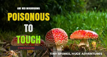 Exploring the Danger: Are Red Mushrooms Poisonous to Touch?