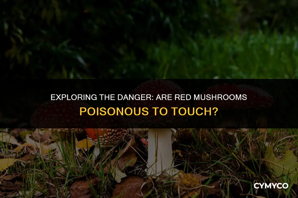 are red mushrooms poisonous to touch