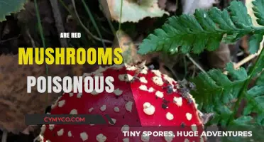 Exploring the Toxicity of Red Mushrooms: A Comprehensive Guide