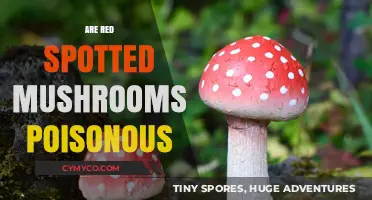 Toxic or Tasty? The Truth About Red Spotted Mushrooms