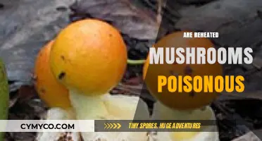 The Truth About Reheated Mushrooms: Are They Really Poisonous?