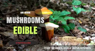 Exploring Edibility: The Truth About Reishi Mushrooms