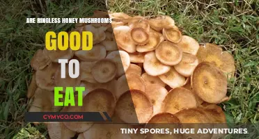 Exploring Edibility: Are Ringless Honey Mushrooms Safe to Eat?