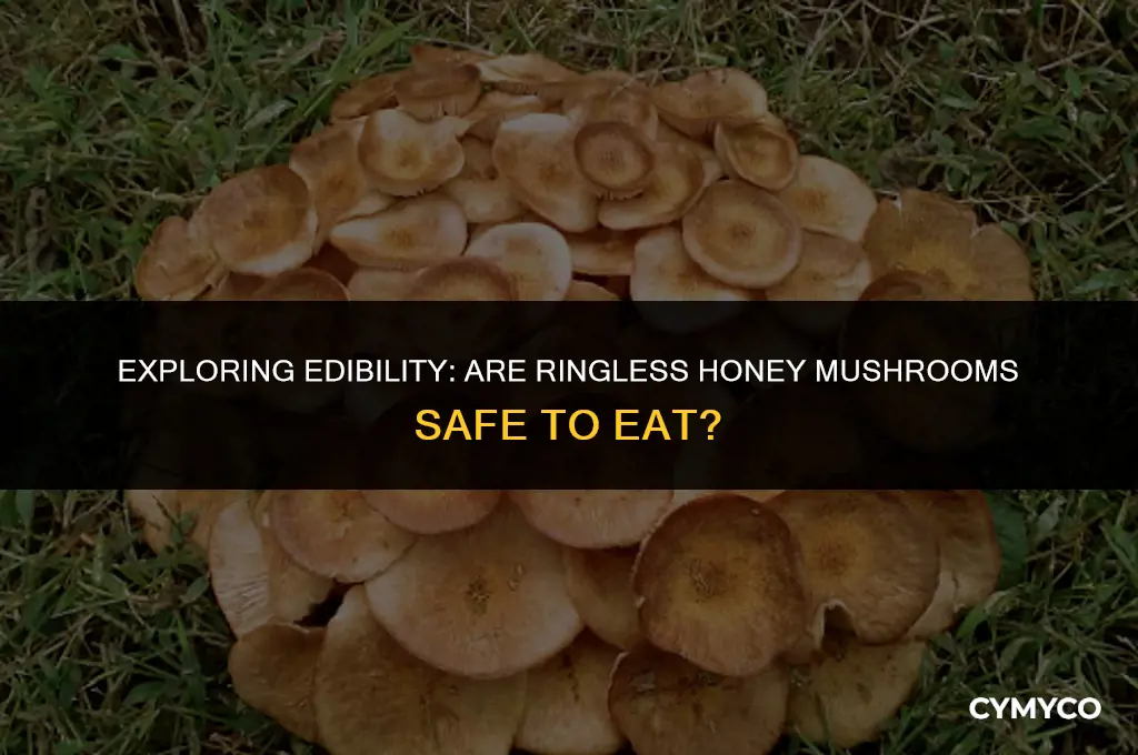 are ringless honey mushrooms good to eat