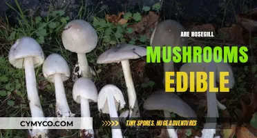 Exploring the Edibility of Rosegill Mushrooms: A Comprehensive Guide