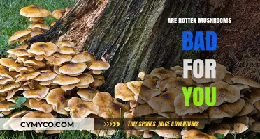 The Truth About Rotten Mushrooms: Are They Really Bad for You?