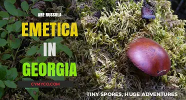 Russula Emetica in Georgia: Identification, Habitat, and Safety Tips