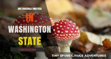 Russula Emetica in Washington: Identification, Habitat, and Safety Tips