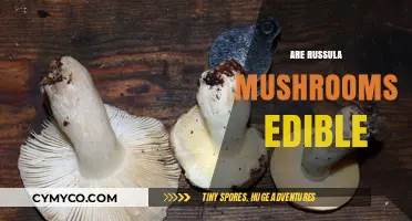 Are Russula Mushrooms Edible? A Guide to Safe Identification and Consumption