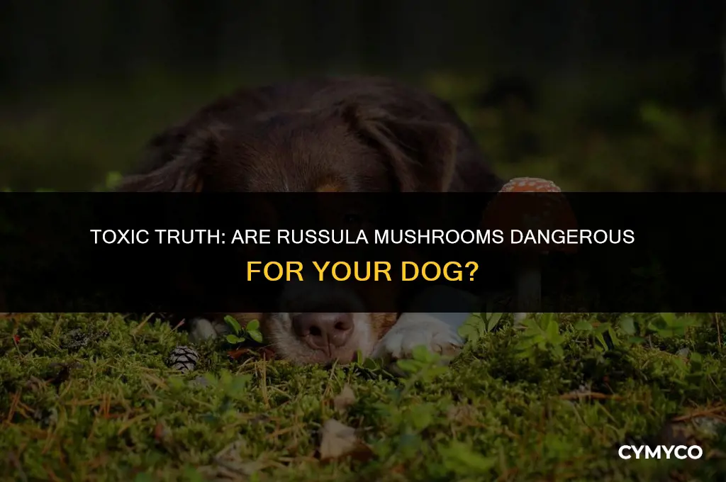 are russula mushrooms poisonous to dogs