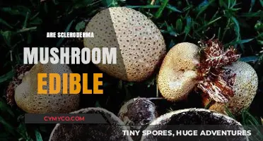 Exploring Edibility: Are Scleroderma Mushrooms Safe to Eat?