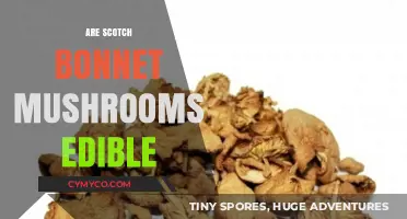 Exploring the Edibility of Scotch Bonnet Mushrooms: A Comprehensive Guide