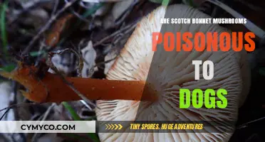 Toxic Treats: The Danger of Scotch Bonnet Mushrooms for Dogs