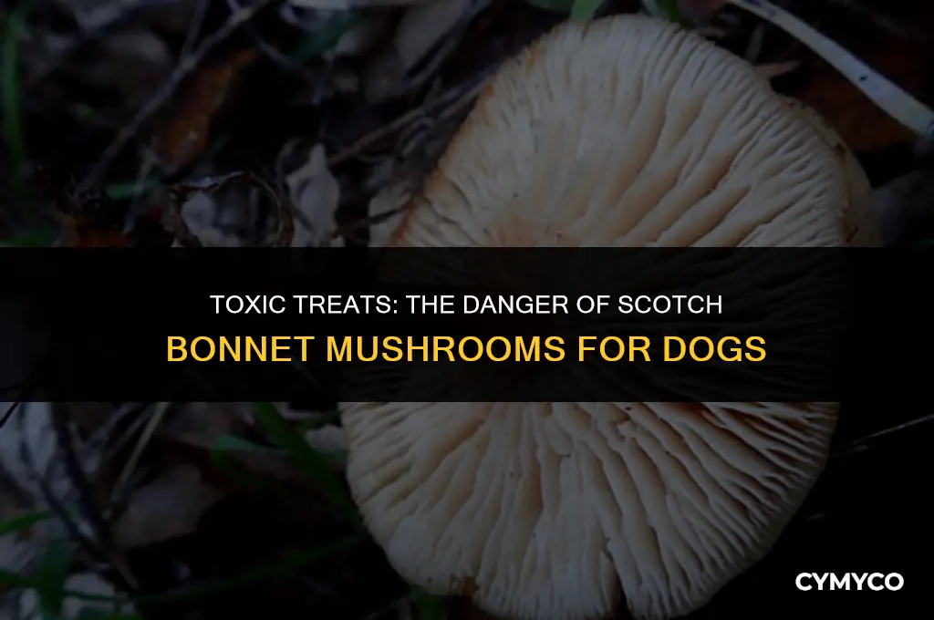 are scotch bonnet mushrooms poisonous to dogs
