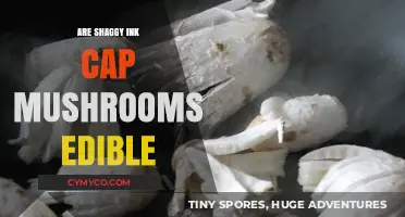 Exploring the Edibility of Shaggy Ink Cap Mushrooms: A Comprehensive Guide