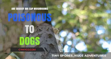 Shaggy Ink Cap Mushrooms: A Toxic Threat to Your Canine Companion?