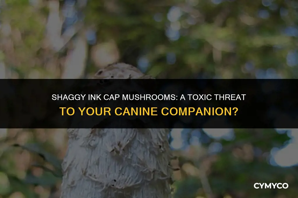 are shaggy ink cap mushrooms poisonous to dogs