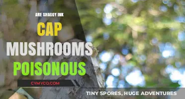 Exploring the Edibility of Shaggy Ink Cap Mushrooms: A Comprehensive Guide