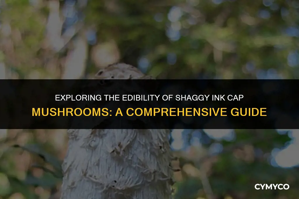 are shaggy ink cap mushrooms poisonous